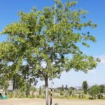 Celtis Sinensis 2000lt Tree Common Name: Chinese Hackberry