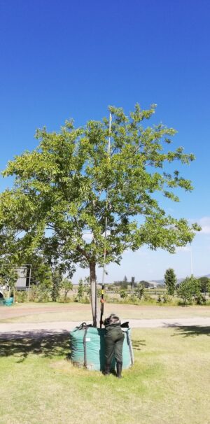 Celtis Sinensis 2000lt Tree Common Name: Chinese Hackberry Celtis Sinensis 2000lt Tree Common Name: Chinese Hackberry