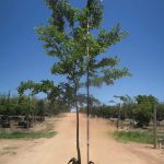 Celtis Sinensis 200lt Tree