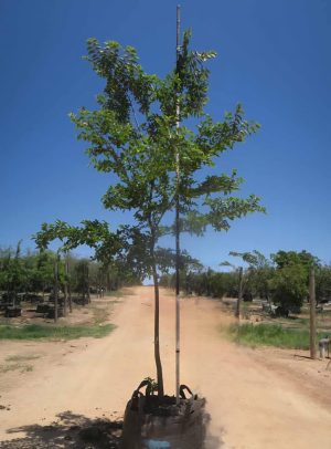 Celtis Sinensis 200lt Tree