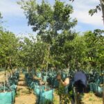 Celtis Sinensis 250lt Tree Common Name: Chinese Hackberry