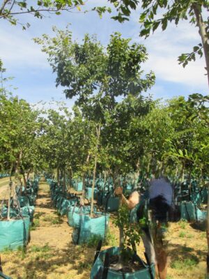 Celtis Sinensis 250lt Tree Common Name: Chinese Hackberry
