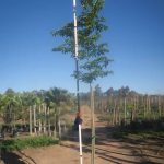Celtis Sinensis Tree 40lt