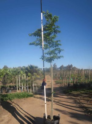 Celtis Sinensis Tree 40lt