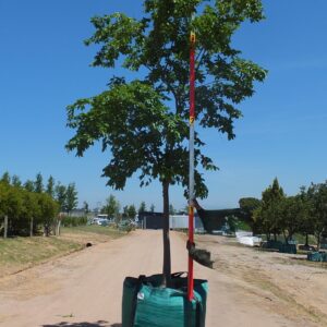 Celtis Sinensis 500lt Tree Common Name: Chinese Hackberry