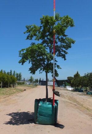 Celtis Sinensis 500lt Tree Common Name: Chinese Hackberry