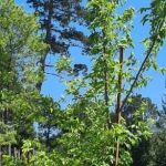 Celtis Sinensis 70lt Tree