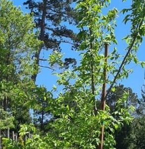 Celtis-sinensis-70lt-G.jpg Celtis Sinensis 70lt Tree