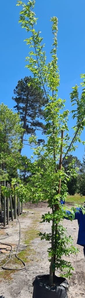 Celtis Sinensis 70lt Tree