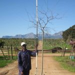 Celtis Sinensis 200lt Tree