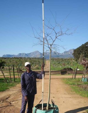 Celtis Sinensis 200lt Tree