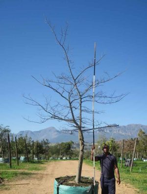 Celtis Sinensis 400lt Tree