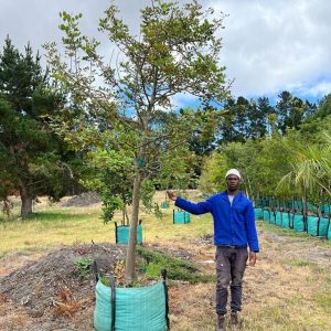 Ceratonia Siliqua 250lt Tree