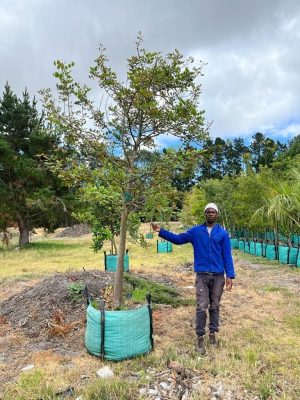 Ceratonia Siliqua 250lt Tree