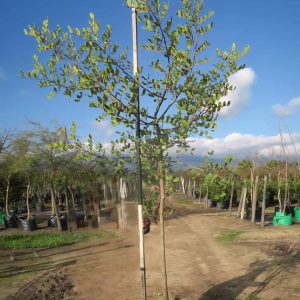 Ceratonia Siliqua 100lt