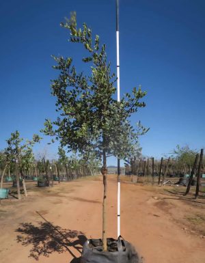 Ceratonia Siliqua 200lt