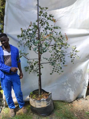 Ceratonia Siliqua 70lt