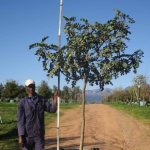 Ceratonia-siliqua-Carob-Tree-1.jpg Ceratonia Siliqua 400lt