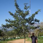 Ceratonia Siliqua 1000lt