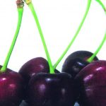 Lapins Cherry Tree 10lt