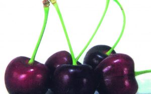 Lapins Cherry Tree 10lt