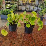 Chinese Money Plant 14cm Pot