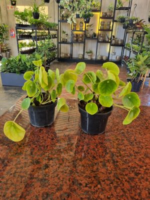 Chinese Money Plant 14cm Pot