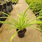 Chlorophytum 14cm Pot