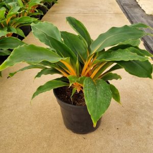 Chlorophytum Princess Mabel 19cm Pot