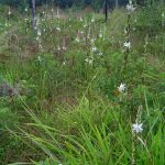 Chlorophytum Bowkeri 4lt