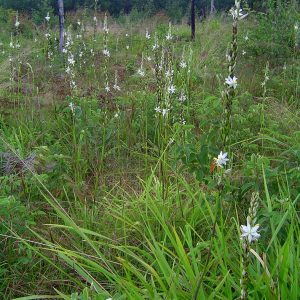 Chlorophytum-bowkeri.jpg Chlorophytum Bowkeri 4lt
