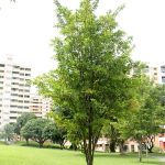 Citharexylum Quadrangulare (Fiddlewood Tree) 100lt
