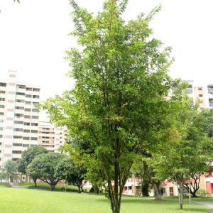 Citharexylum Quadrangulare (Fiddlewood Tree) 100lt
