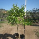 Tahiti Lime Tree 100lt