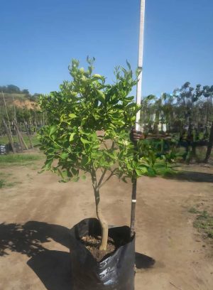 Tahiti Lime Tree 100lt