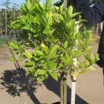 Tahiti Lime Tree 40lt
