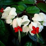 Clerodendrum Balfouri (Bleeding Heart) 20lt