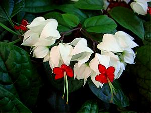 Clerodendrum Balfouri (Bleeding Heart) 20lt