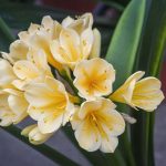 Clivia Miniata Citrina (Yellow) Open Ground