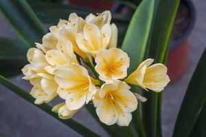Clivia Miniata Citrina (Yellow) Open Ground