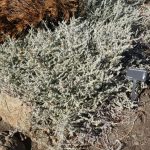 Plecostachys Serpyllacea 17cm Pot