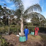 Cocos Plumosa 250lt Tree