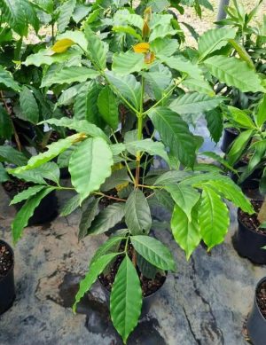 Coffee-Tree.jpg Coffee Tree 19cm Pot