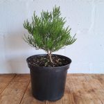 Coleonema-album-scaled-1.jpg Coleonema album 21cm Pot