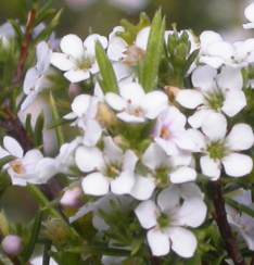 Coleonema Alba 12cm Pot