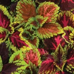 Coleus Kong Empire Mix 15cm Pot