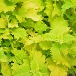 Coleus Wasabi 15cm Pot