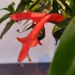 Colunmea-Gloriosa-20cm-HB-2.jpg Columnea Gloriosa Hanging Basket 20cm