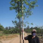 Combretum Erythrophyllum 40lt Common Name: Forest Willow, Riverbush willow