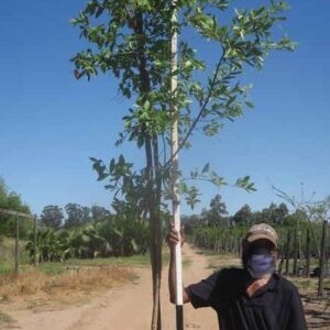 Combretum Erythrophyllum 40lt Common Name: Forest Willow, Riverbush willow Combretum Erythrophyllum 40lt Common Name: Forest Willow, Riverbush willow